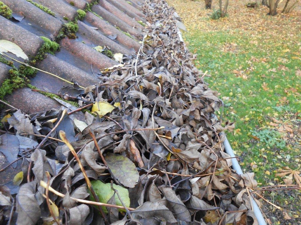 feuilles gouttières et chéneaux