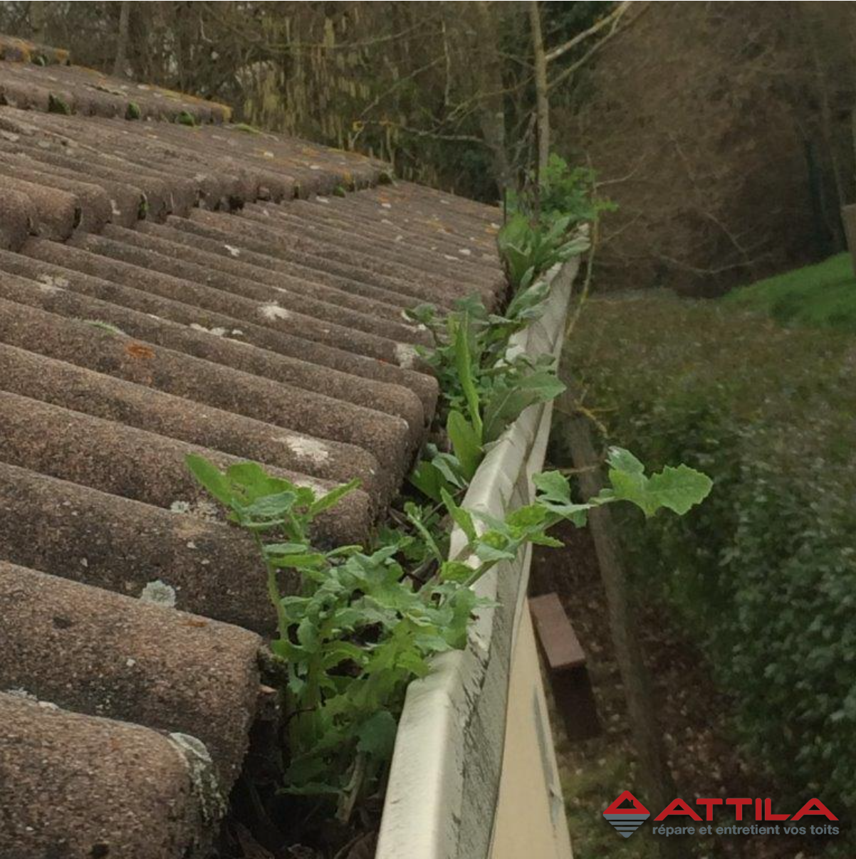 Potager-dans-une-gouttière-en-Seine-et-Marne