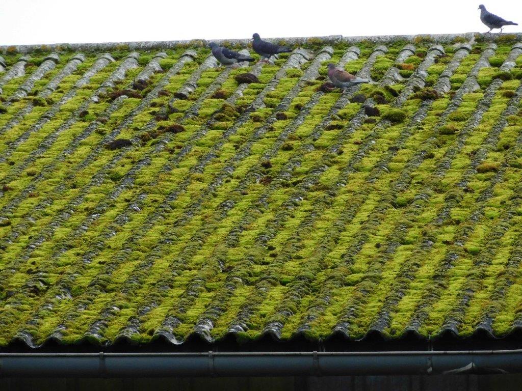 Danger-pigeons-sur-toiture